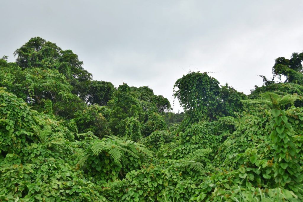 10 Best Walks in Vanua Levu