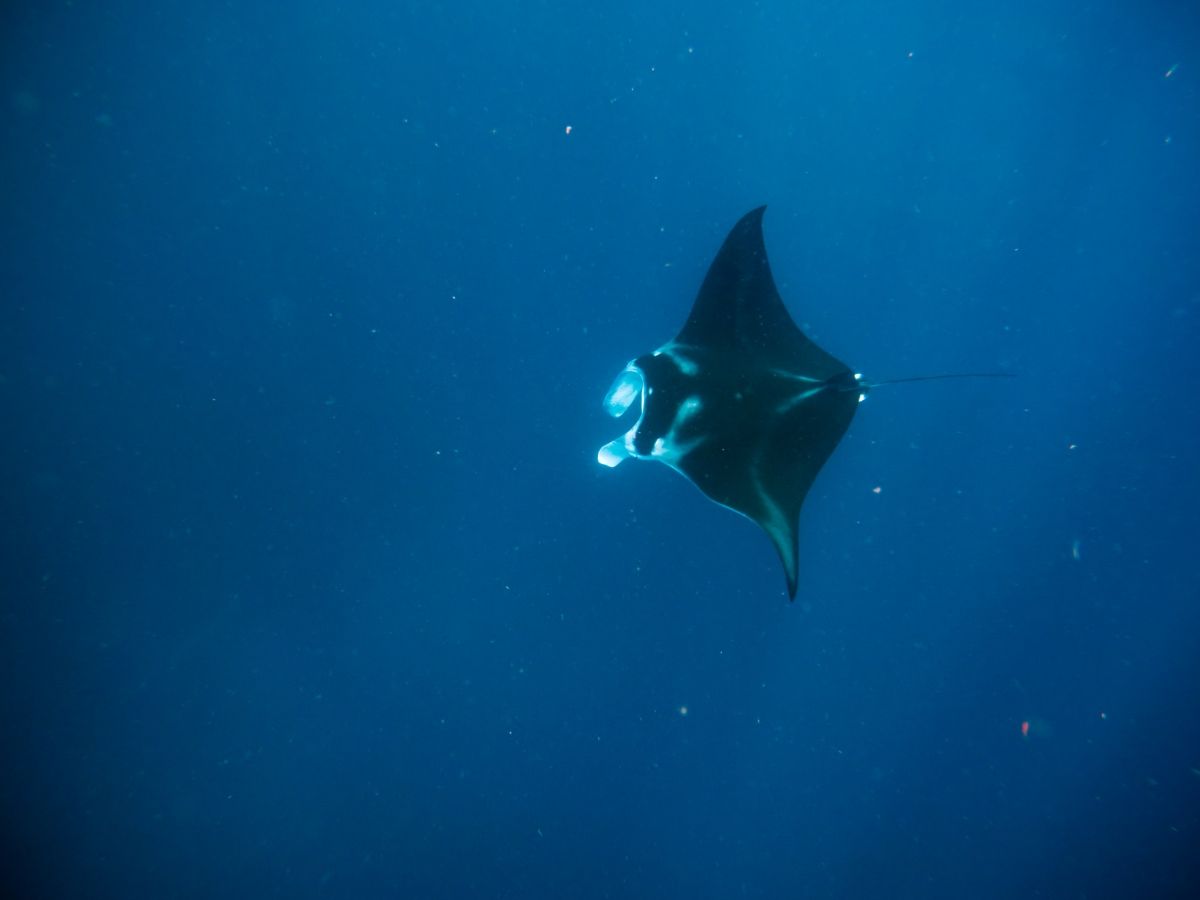 The Guide to Swimming with Manta Rays in Fiji