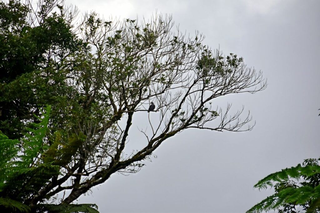 10 Best Places to See Birds in Fiji