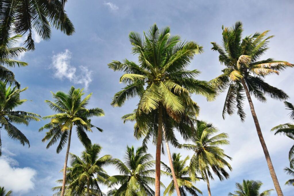 10 Best Fiji Shore Excursions