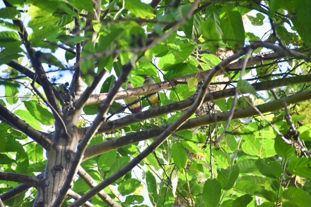 10 Best Places to See Birds in Fiji