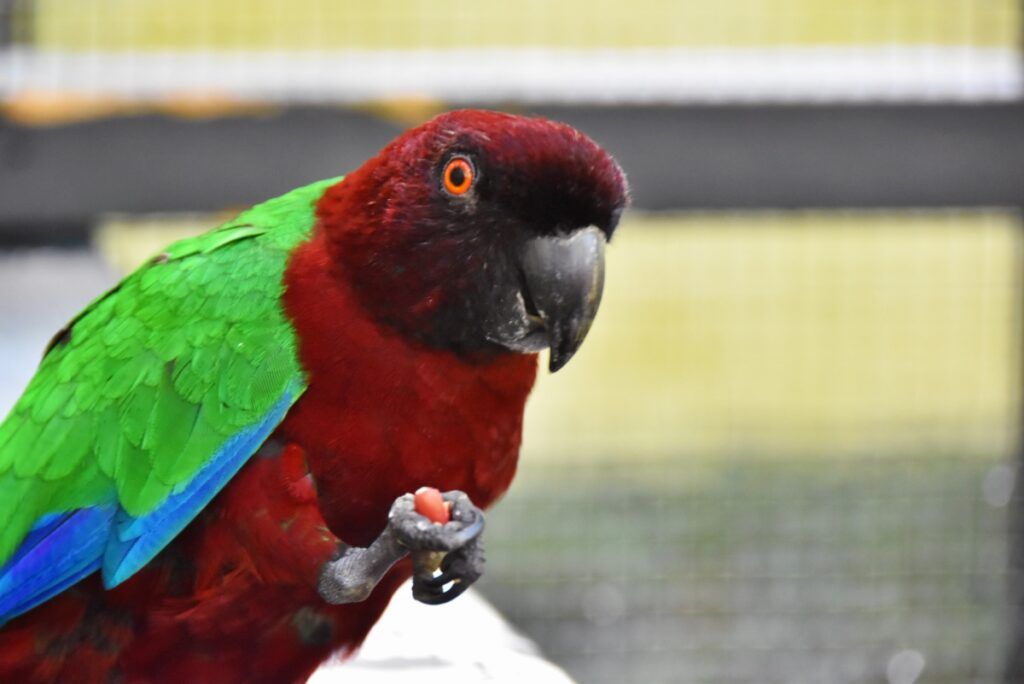 10 Best Places to See Birds in Fiji