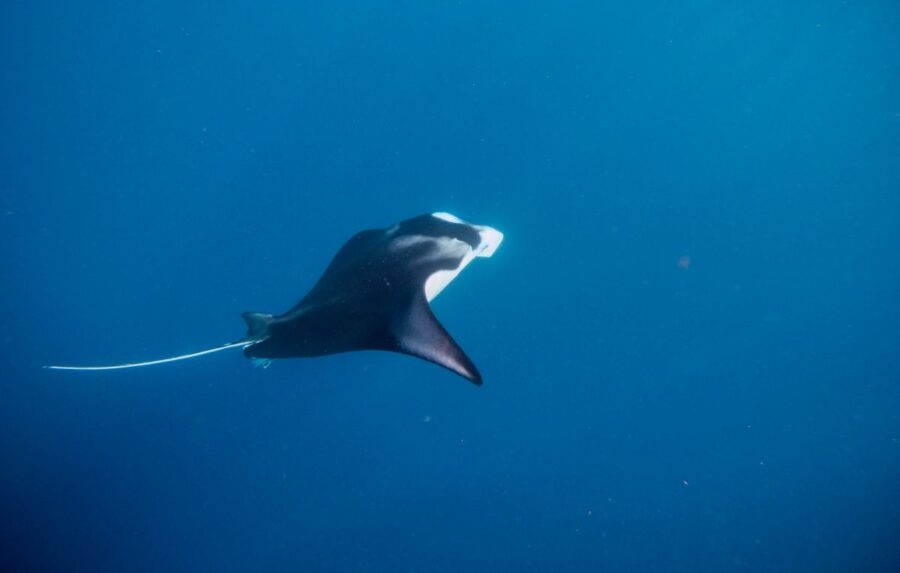 The Best Seasons for Seeing Wildlife in Fiji