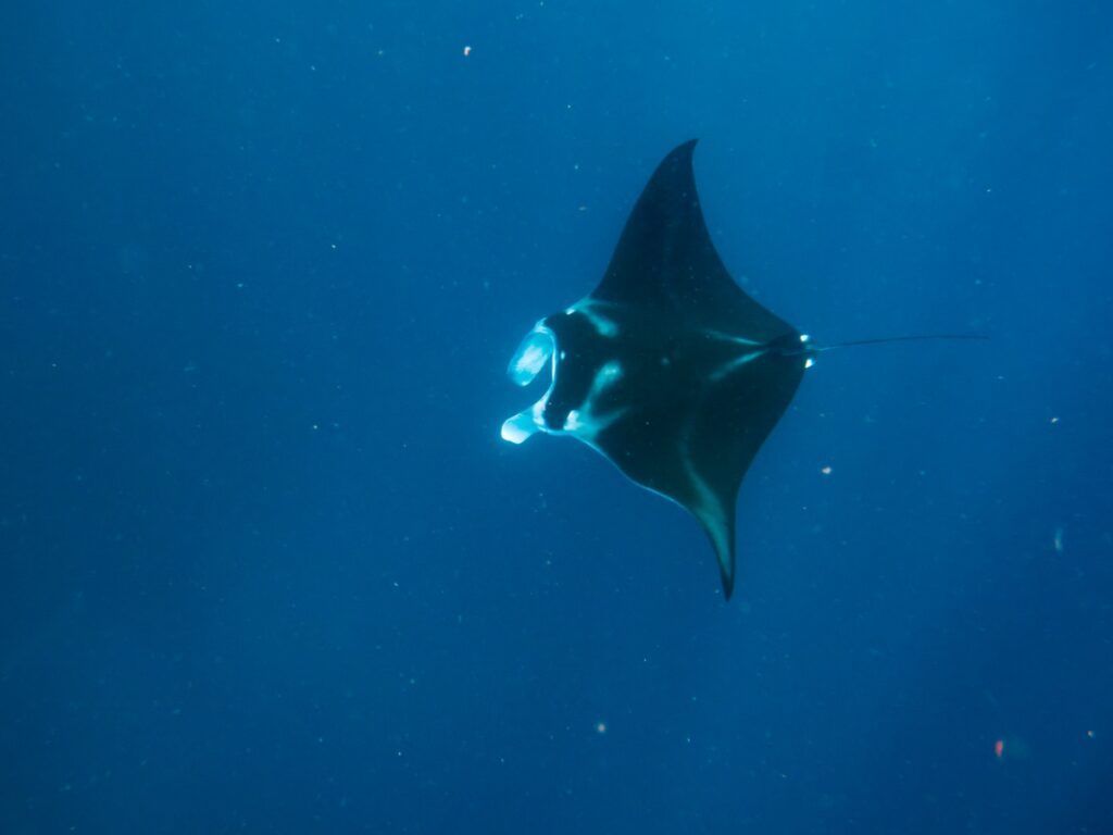 The Best Seasons for Seeing Wildlife in Fiji