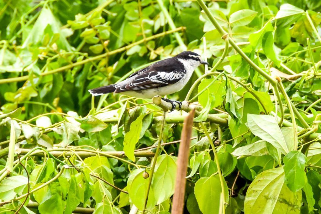 10 Best Places to See Birds in Fiji