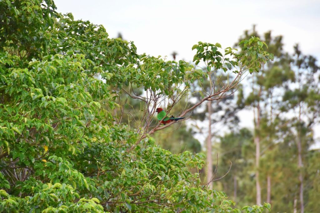 10 Best Places to See Birds in Fiji