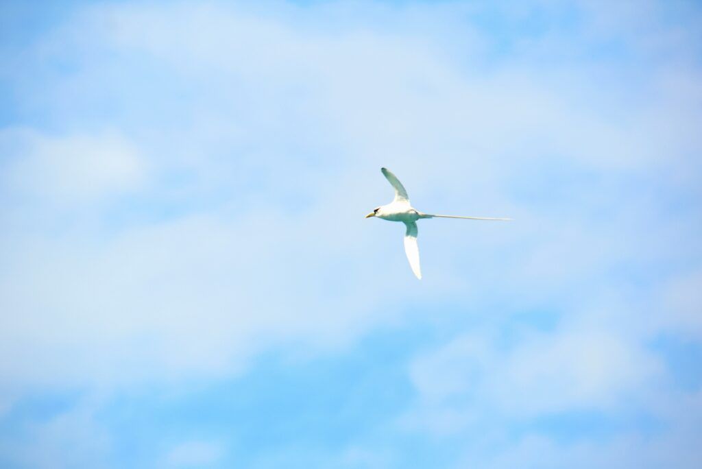 10 Best Places to See Birds in Fiji
