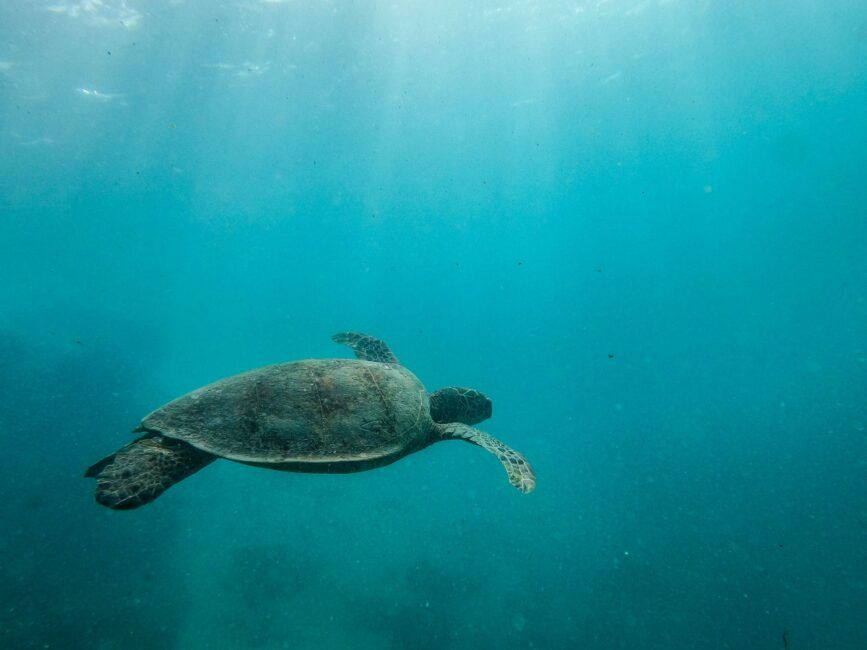 7 Best Places to See & Swim with Turtles in Fiji
