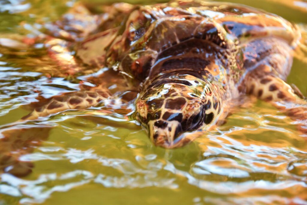 7 Best Places to See &amp; Swim with Turtles in Fiji