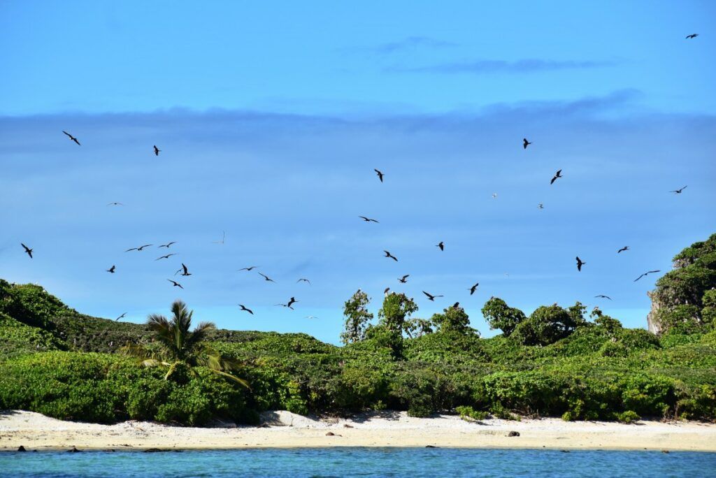 10 Best Places to See Birds in Fiji