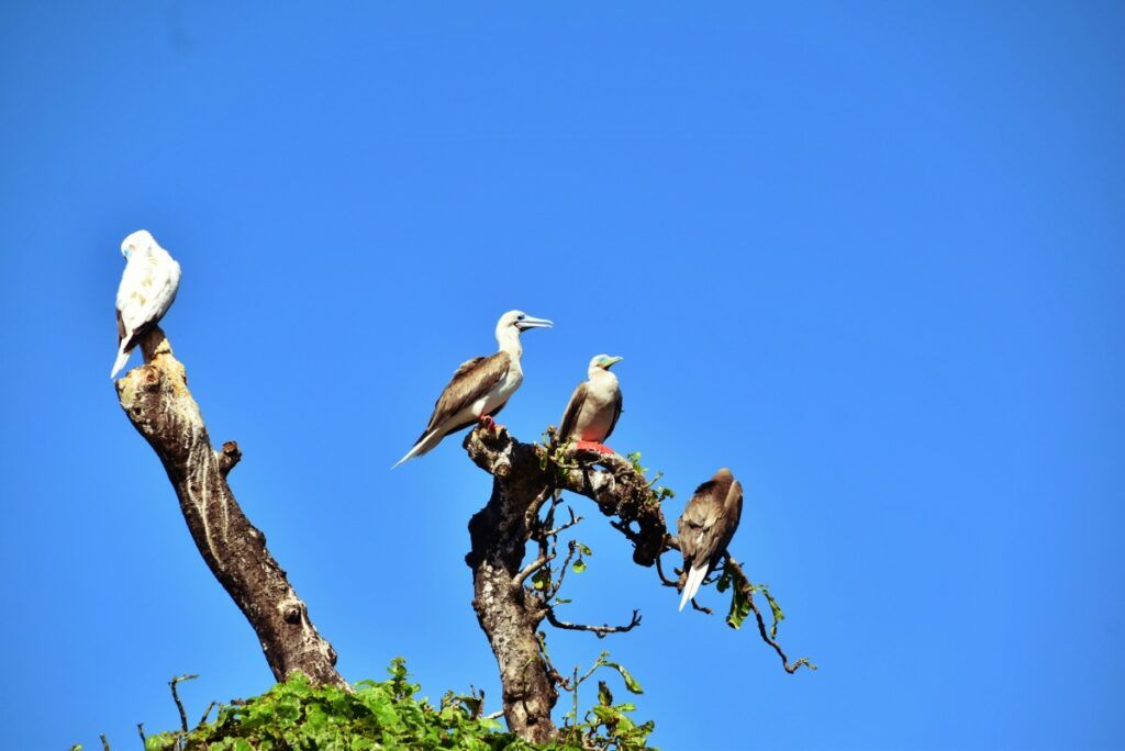 The Best Day Trips from the Lomaiviti Islands