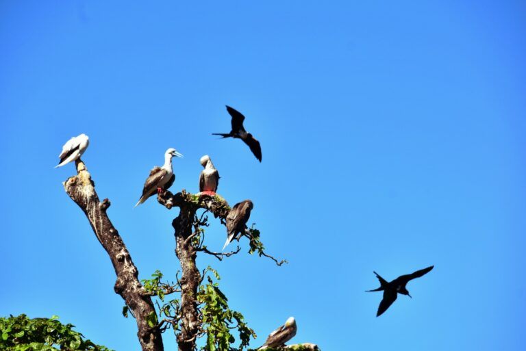 10 Best Places to See Birds in Fiji