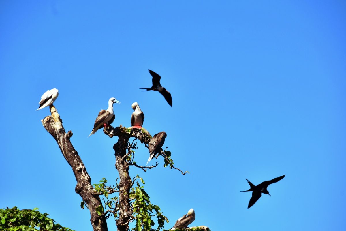 10 Best Places to See Birds in Fiji