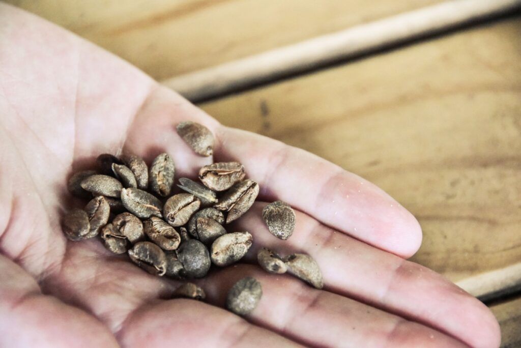 20 BEST Things to Do on the Coral Coast ⛱️ [2025]