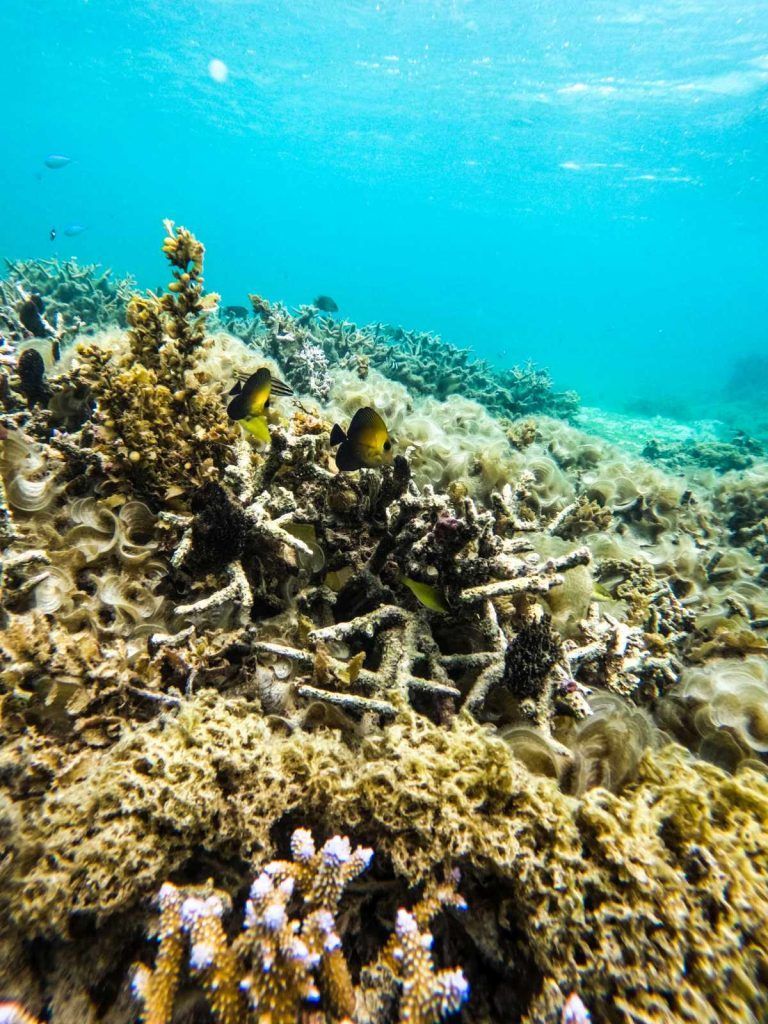 The Best Snorkelling in Fiji: 10 Places to Snorkel