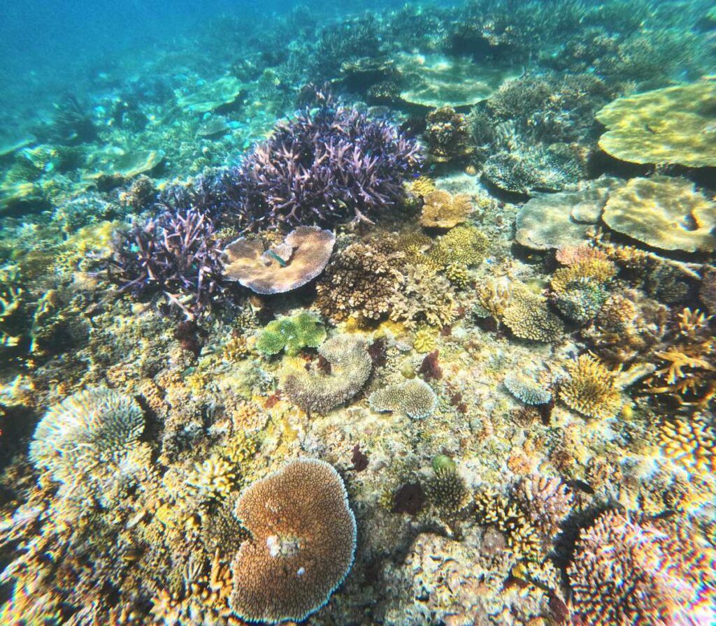 The Best Snorkelling in Fiji: 15 Places to Snorkel