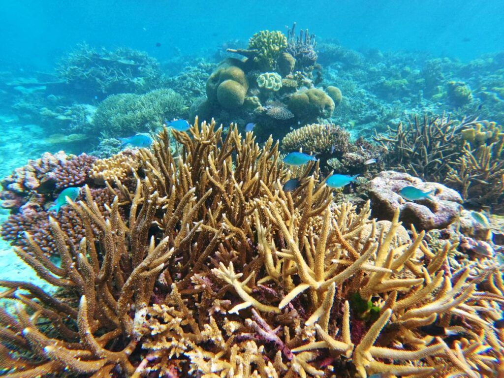 Fiji Weather in December 🌞