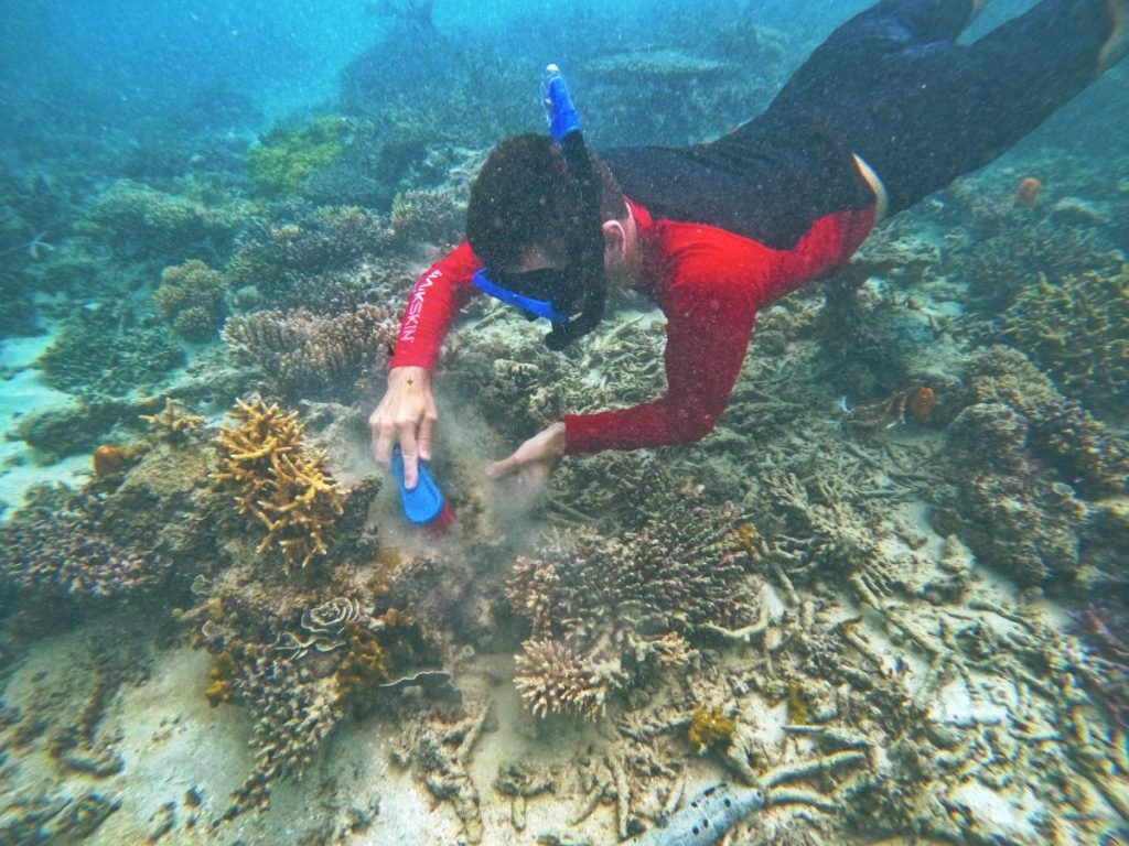 10 Fiji Resorts with Conservation Programs (Turtles, Coral & More)