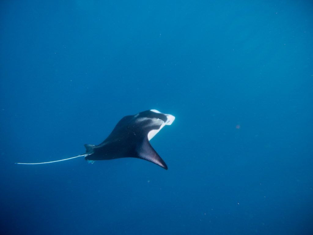 10 Best Fiji Resorts for Swimming with Manta Rays [2025]