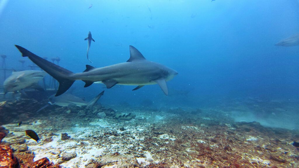 10 Best Fiji Resorts for Swimming with Manta Rays [2025]