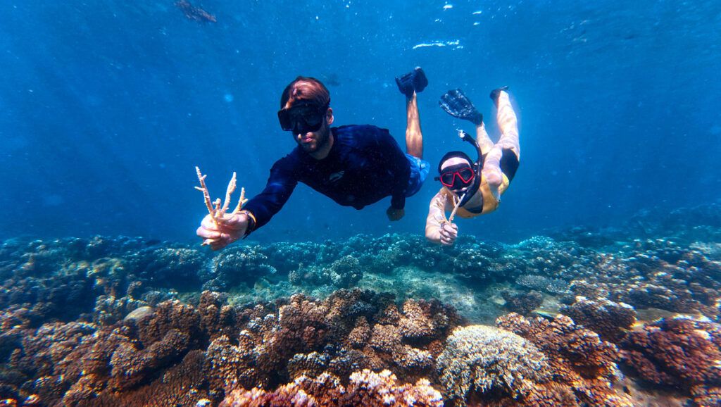 11 Fiji Resorts Doing Conservation (Turtles, Coral & More)