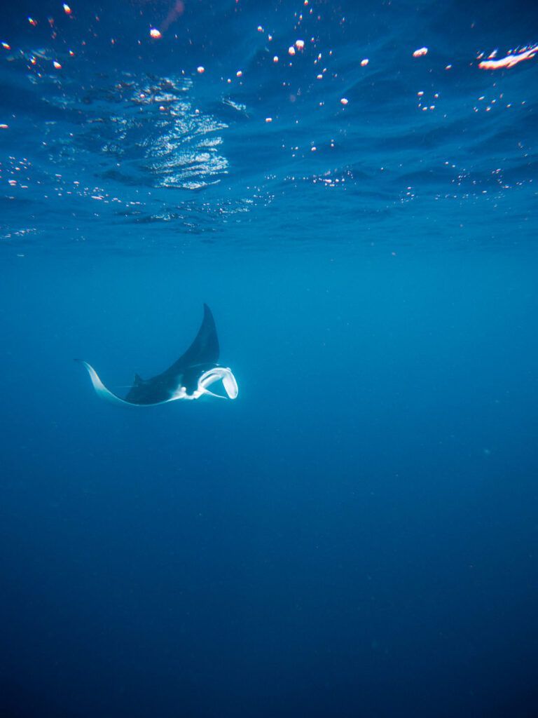 10 Best Fiji Resorts for Swimming with Manta Rays [2025]