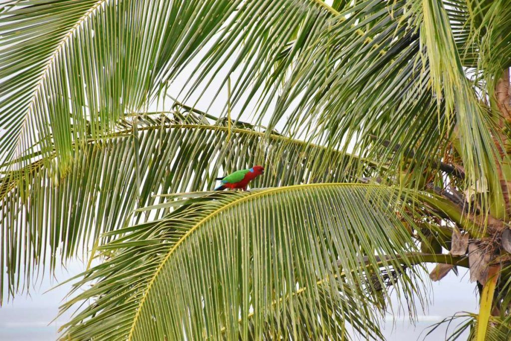 8 Best Walks on Kadavu