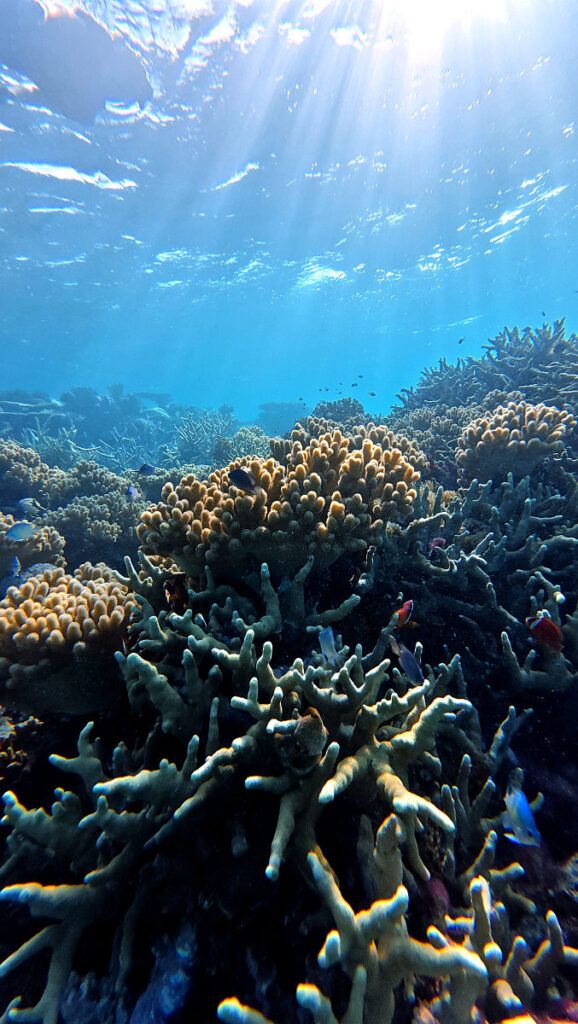 10 Best Snorkelling Resorts in Fiji 🤿 [2025]