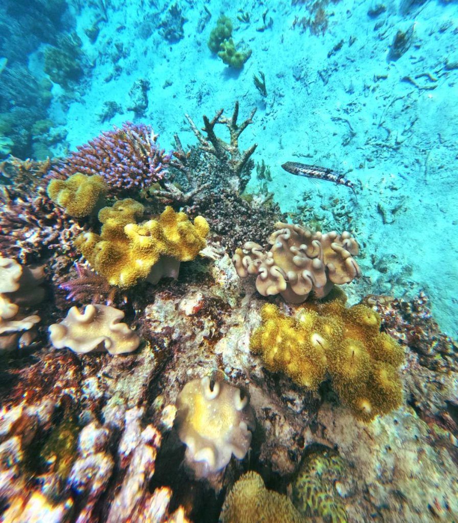 10 Best Dive & Snorkel Sites on the Great Astrolabe Reef