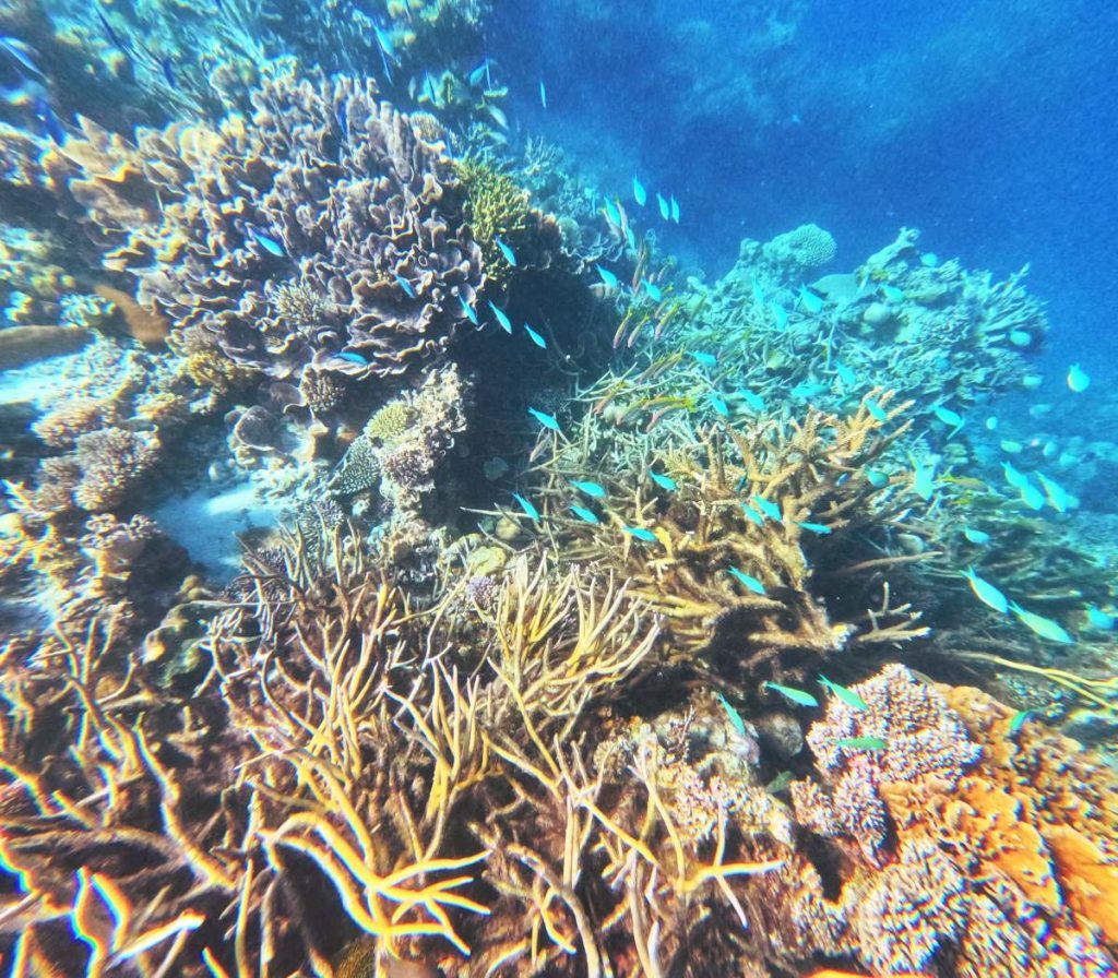 10 Best Dive &amp; Snorkel Sites on the Great Astrolabe Reef