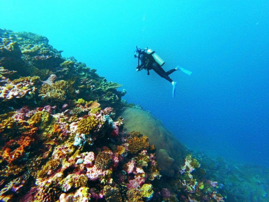 10 Best Dive & Snorkel Sites on the Great Astrolabe Reef
