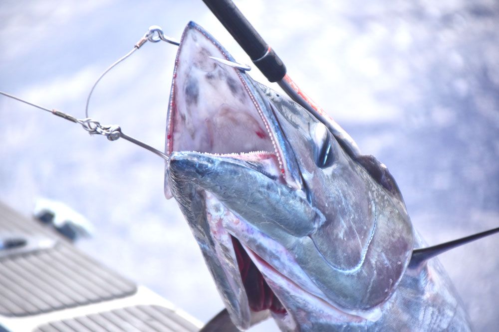 10 Best Fishing Charters in Denarau