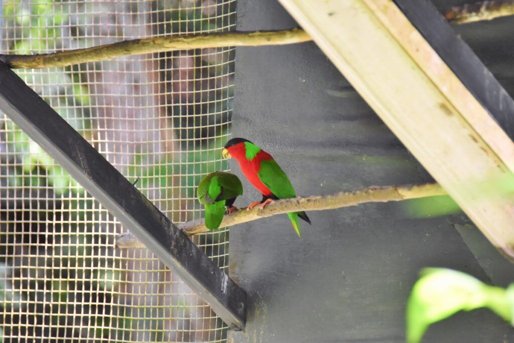 14 Animals & Birds Unique to Fiji