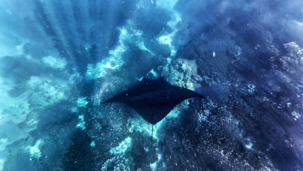 The Best Snorkelling in Fiji: 20 Places to Snorkel