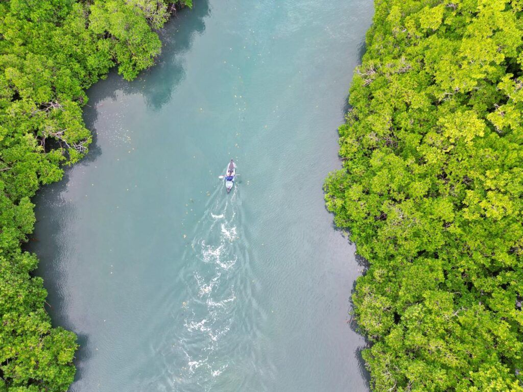 Kayaking in Fiji: 6 Best Kayak Tours in Fiji 🚣 [2025]