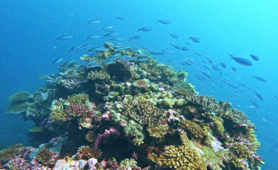 The Guide to Scuba Diving in Fiji: Every Dive Shop & More 🤿