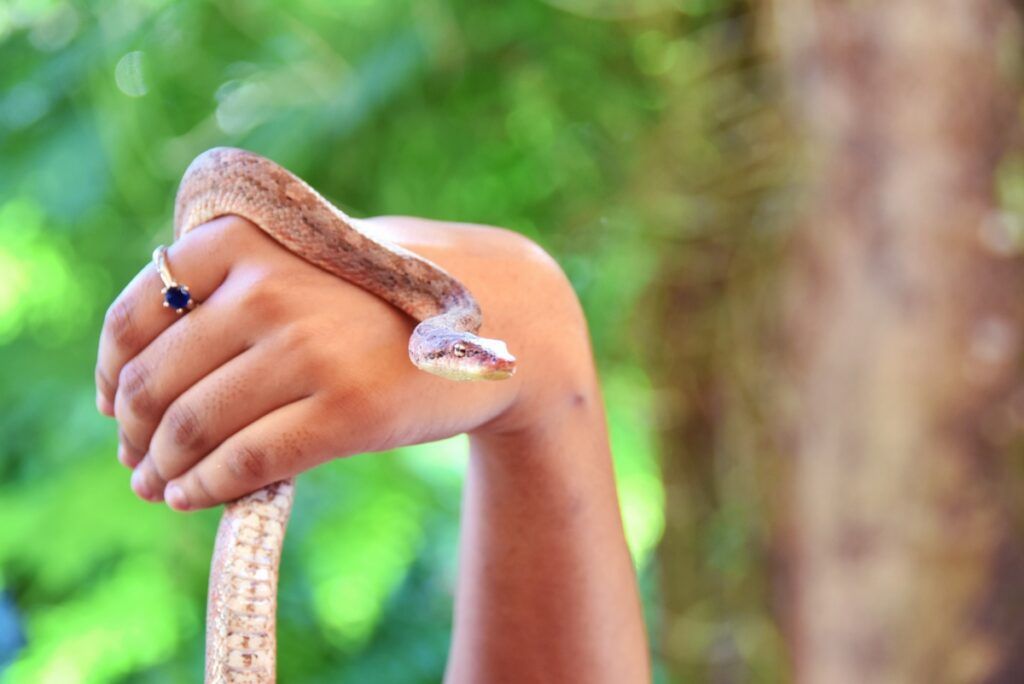 20 Animals & Birds Unique to Fiji