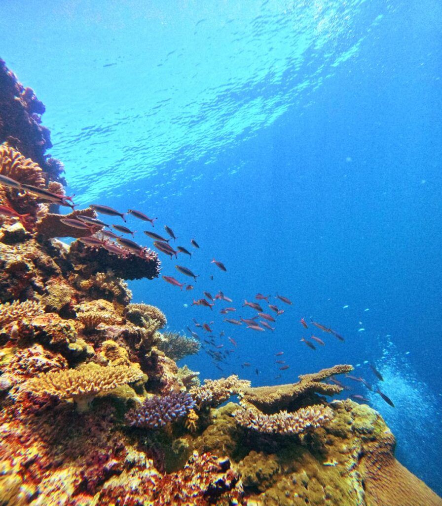 Coral and fish in Fiji from Fiji Pocket Guide's research trips