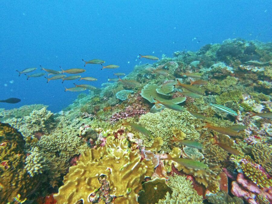 10 Things to Do in Kadavu for Yachties